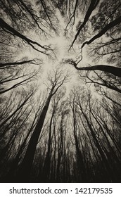 upward view in a dark spooky forest sepia