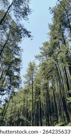 Upward view of a dense pine forest canopy reaching for a clear blue sky. Serene nature scene perfect for backgrounds, travel, or environmental projects. #PineTrees #ForestView.