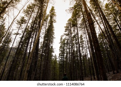 Upward view of the forest