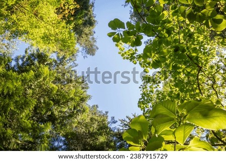 Upward view of green tree canopy with blue sky above