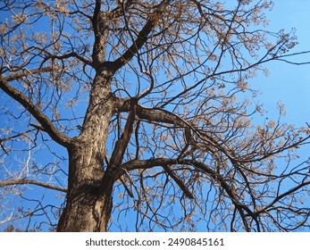  UPWARD VIEW INTO AN ALIEN LEAFLESS SERINGA TREE BEARING SEEDS IN WINTER                               - Powered by Shutterstock