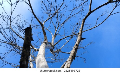 Upward View of Leafless Tree Branches Against Clear Blue Sky - Powered by Shutterstock - Get 15% off with code: PIKWIZARD15