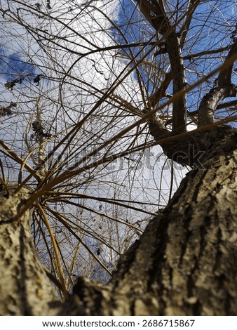 Upward view of a leafless tree trunk and branches forming a radial pattern against a partly cloudy sky; natural structure and form relevant for ecological and botanical observation.