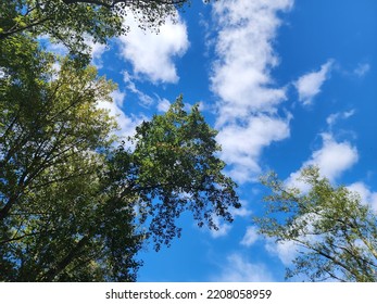 Upward View Os Blue Sky Through Trees