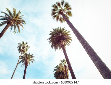 Upward View Of Palm Trees Against Blue Sky