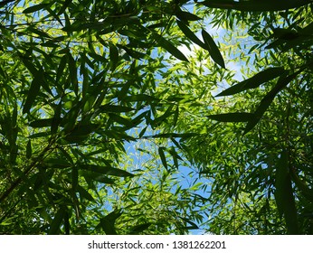 Upward view from Phyllostachys bamboo forest to spring blue skies - Powered by Shutterstock