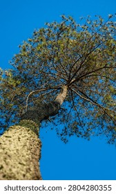 Upward View of Pine Tree with Branch Pattern Against Deep Blue Sky, Growth Concept Background