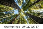 Upward view of redwood trees looking up Avenue of the Giants California