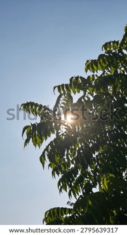 Upward view of sunlight filtering through green tree leaves against clear blue sky, capturing serene natural light rays and foliage detail in outdoor scene