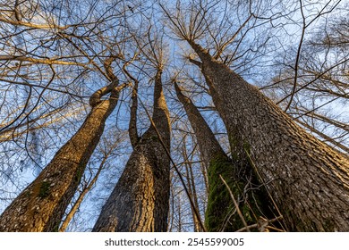 Upward view of tall, leafless trees with a few remaining yellow leaves against a clear blue sky, captured on a sunny day. The scene emphasizes height and openness. - Powered by Shutterstock