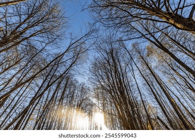 Upward view of tall, leafless trees with a few remaining yellow leaves against a clear blue sky, captured on a sunny day. The scene emphasizes height and openness. - Powered by Shutterstock