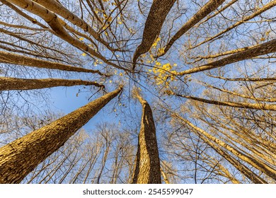 Upward view of tall, leafless trees with a few remaining yellow leaves against a clear blue sky, captured on a sunny day. The scene emphasizes height and openness. - Powered by Shutterstock