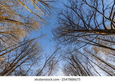 Upward view of tall, leafless trees with a few remaining yellow leaves against a clear blue sky, captured on a sunny day. The scene emphasizes height and openness. - Powered by Shutterstock