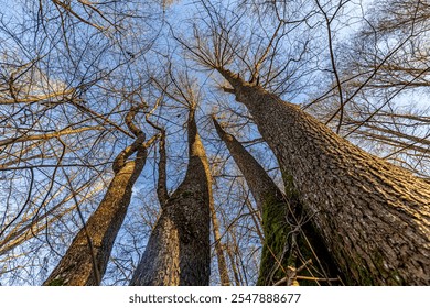 Upward view of tall, leafless trees with a few remaining yellow leaves against a clear blue sky, captured on a sunny day. The scene emphasizes height and openness. - Powered by Shutterstock