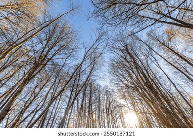 Upward view of tall, leafless trees with a few remaining yellow leaves against a clear blue sky, captured on a sunny day. The scene emphasizes height and openness. - Powered by Shutterstock