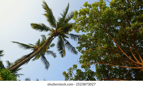 An upward view of tall palm trees and lush green foliage set against a clear blue sky, evoking a tropical and serene atmosphere in nature. - Powered by Shutterstock