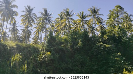 An upward view of tall palm trees against a clear blue sky, capturing the beauty of tropical nature with vibrant green leaves swaying in the breeze. - Powered by Shutterstock