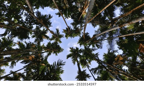 The upward view of tall palm trees against a blue sky, creating a natural canopy. Karnataka, India - Powered by Shutterstock