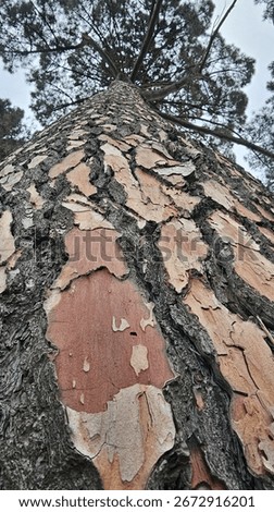 Upward view of a tall pine tree with peeling reddish-brown bark and rough texture, stretching toward the sky with spreading branches and green needles against a pale cloudy backdrop.  

