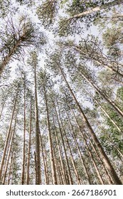 Upward View of Towering Pine Trees Against a Bright Sky in a Forest