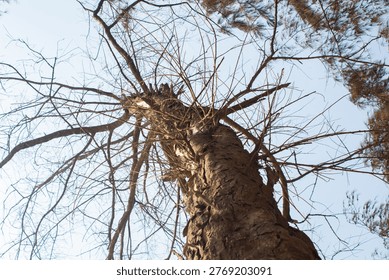 Upward View of Tree with Bare Branches Against Sky