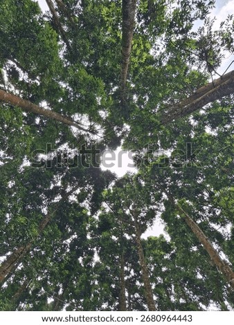 Upward view of tree from below with clear sky