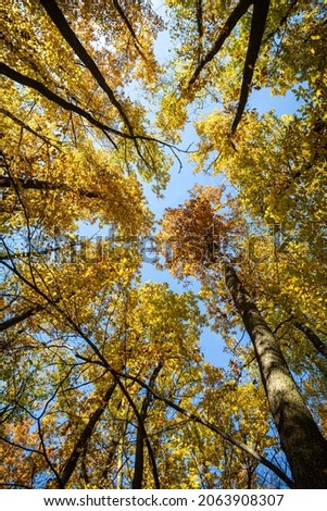 Similar – Jahreszeitgemäß Natur