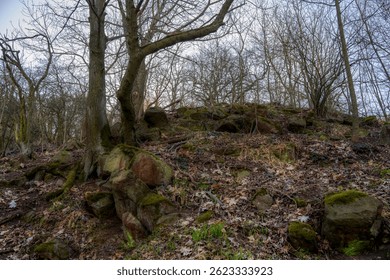 Upward view of twisted trees and volcanic rocks on the forested slope of Oblík hill in the Central Bohemian Uplands, Czech Republic. The dense growth and rugged terrain create a dark, mystical, and sl