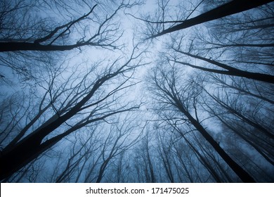 Upwards View Of Blue Foggy Tree Tops