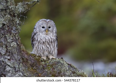 Ural Owl