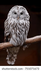 Ural Owl