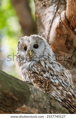 Ural owl between in the summer forest Strix uralensis