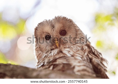 Ural owl between in the summer forest Strix uralensis