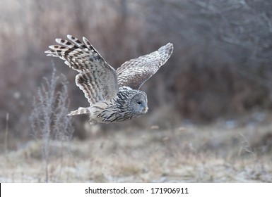 Ural Owl flying near a forest.  - Shutterstock ID 171906911