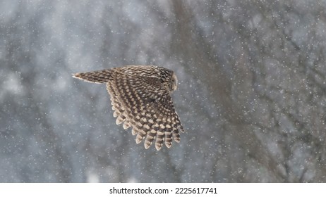 Ural Owl Flying In A Snowy Winter Day