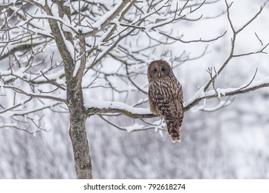 Ural owl with head turned 180 degrees , on a tree branch, in winter