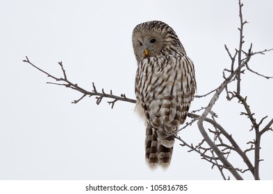  Ural owl in natural habitat (strix uralensis)