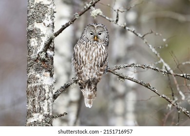 Ural Owl On Birch Tree, Forest Panorama