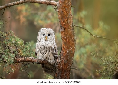 Ural Owl On The Branch Pine Tree