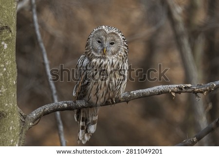 Ural owl perched on tree branch