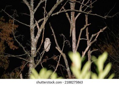 Ural Owl Sitting On A Tree At Night