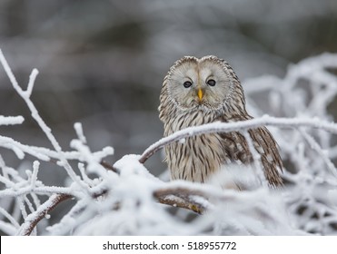 Ural Owl In Snow