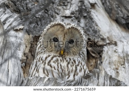 The Ural owl (Strix uralensis)