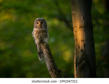 Strix Uralensis の画像 写真素材 ベクター画像 Shutterstock