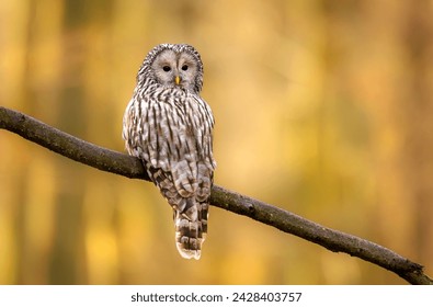 Ural owl ( Strix uralensis ) close up