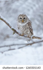 Ural Owl In Winter, Owl In Snow, Owl Portrait In Snow