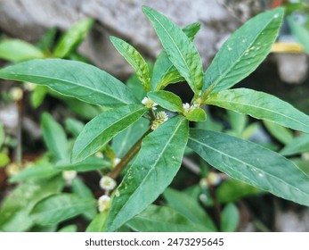 Urang-aring (Eclipta prostrata L.) is a type of plant, mostly found wild as a weed, a member of the Asteraceae family.