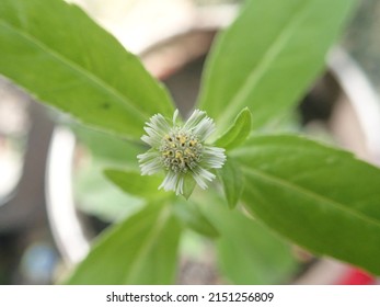 Urang-aring (Indonesia) Eclipta prostrata commonly known as false daisy, yerba de tago, Gunta kalagaraku Gunta galagaraku, Karisalankanni, and bhringraj, is a species of plant in the sunflower family.