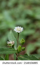 Urang-aring is a type of plant belonging to the Asteraceae tribe.  This herb is famous for its use as a hair fertilizer.  In addition, urang-aring also has properties as a medicinal plant