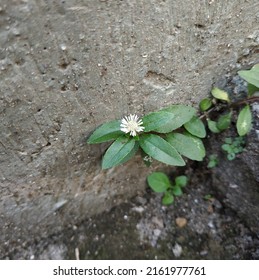 Urang-aring is a type of plant, mostly found wild as a weed, a member of the Asteraceae tribe. its use as a hair conditioner. In addition, urang-aring also has properties as a medicinal plant.